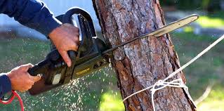 Best Lawn Pest Prevention  in Huntingtown, MD