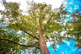 Best Tree Removal  in Huntingtown, MD