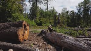 Best Tree Cabling and Bracing  in Huntingtown, MD