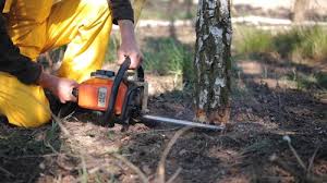 Best Commercial Tree Services  in Huntingtown, MD
