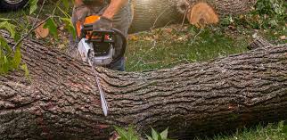 Best Tree Disease Treatment  in Huntingtown, MD