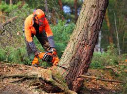 Best Lawn Renovation and Restoration  in Huntingtown, MD