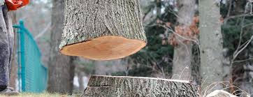 Best Hazardous Tree Removal  in Huntingtown, MD