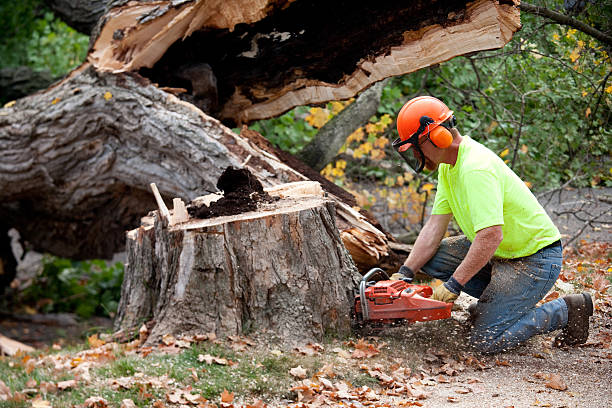 Best Tree Trimming and Pruning  in Huntingtown, MD