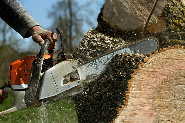 Best Emergency Tree Removal  in Huntingtown, MD