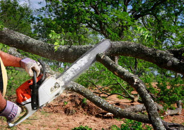 Best Firewood Processing and Delivery  in Huntingtown, MD
