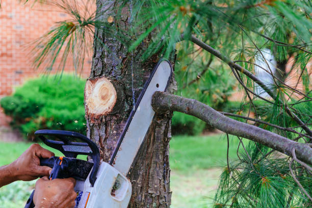 Reliable Huntingtown, MD Tree Removal Solutions